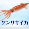 さかな占い_ケンサキイカ