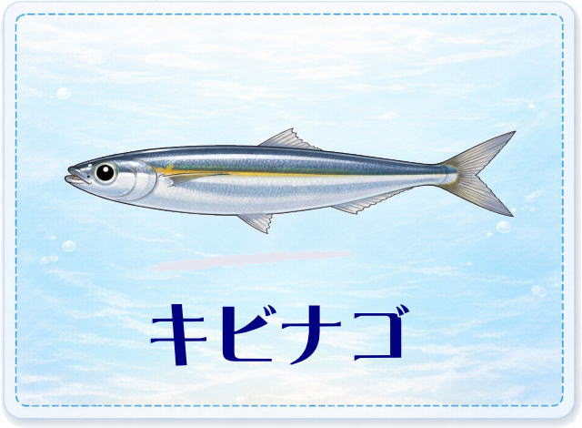 さかな占い_キビナゴ