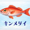 さかな占い_キンメダイ