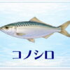 さかな占い_コノシロ