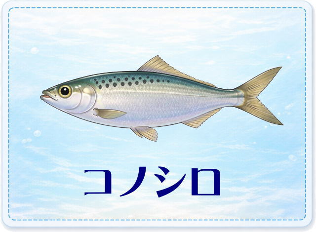 さかな占い_コノシロ