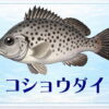 さかな占い_コショウダイ