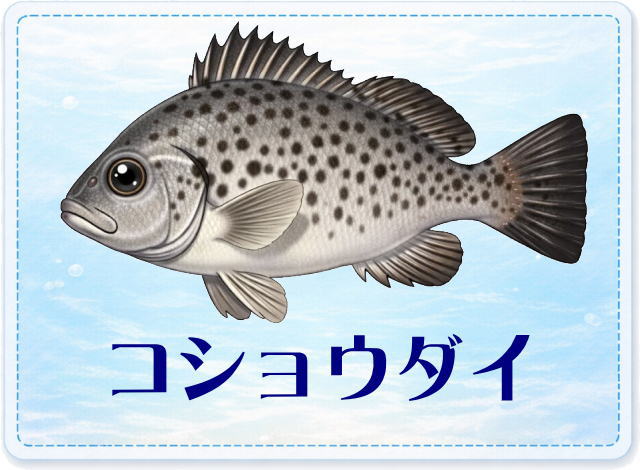 さかな占い_コショウダイ