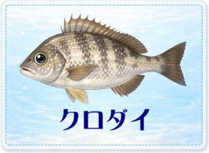 さかな占い_クロダイ