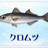 さかな占い_クロムツ