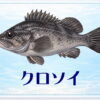 さかな占い_クロソイ