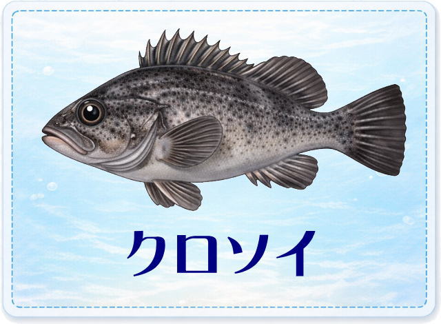 さかな占い_クロソイ