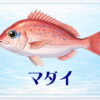 さかな占い_マダイ