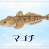 さかな占い_マゴチ