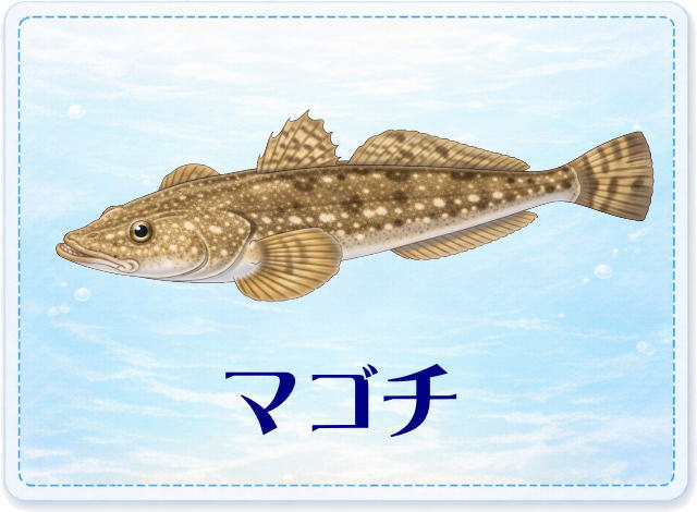 さかな占い_マゴチ