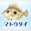 さかな占い_マトウダイ