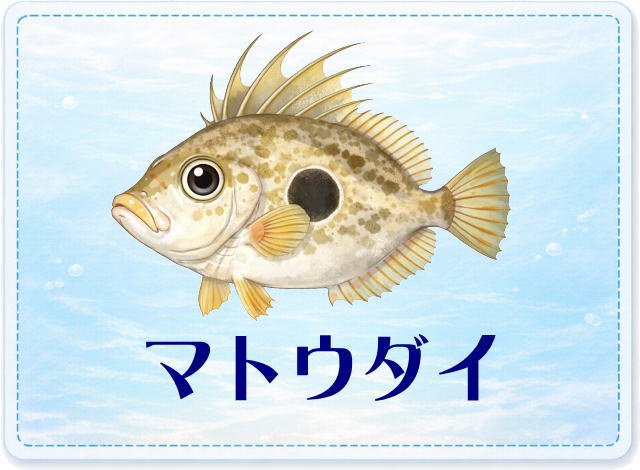 さかな占い_マトウダイ