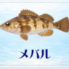 さかな占い_メバル