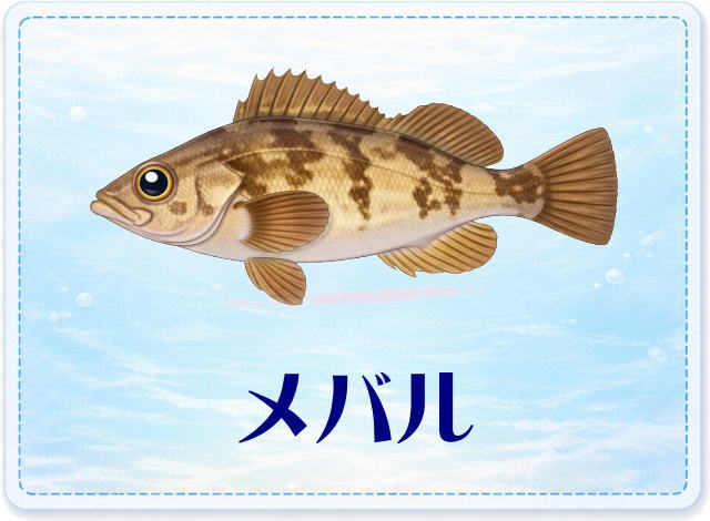 さかな占い_メバル