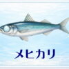 さかな占い_メヒカリ