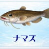 さかな占い_ナマズ