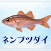 さかな占い_ネンブツダイ