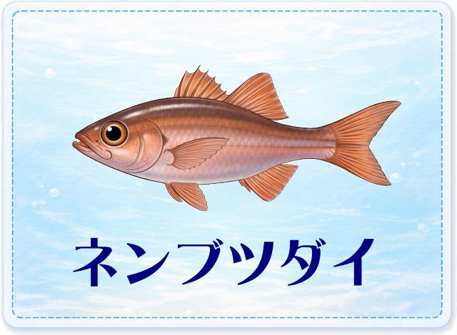 さかな占い_ネンブツダイ
