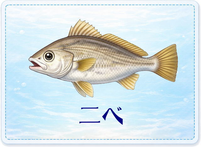 さかな占い_ニベ