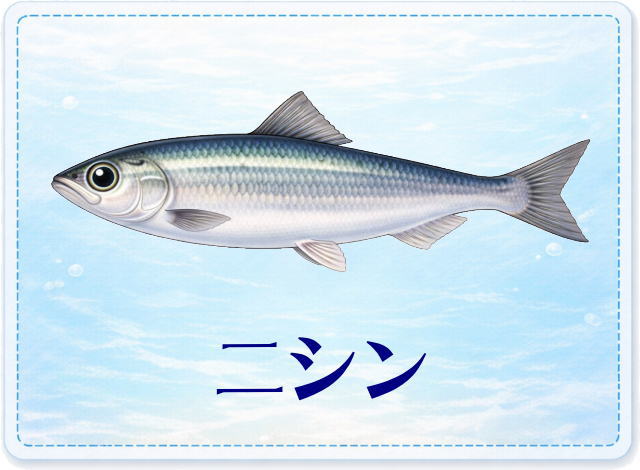 さかな占い_ニシン