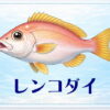 さかな占い_レンコダイ