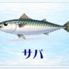 さかな占い_サバ