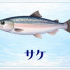 さかな占い_サケ