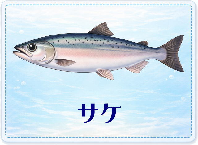 さかな占い_サケ