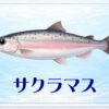 さかな占い_サクラマス