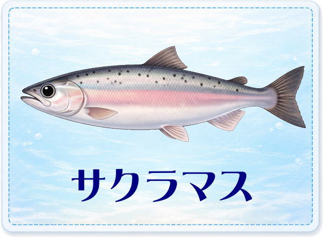 さかな占い_サクラマス