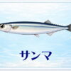 さかな占い_サンマ