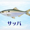 さかな占い_サッパ