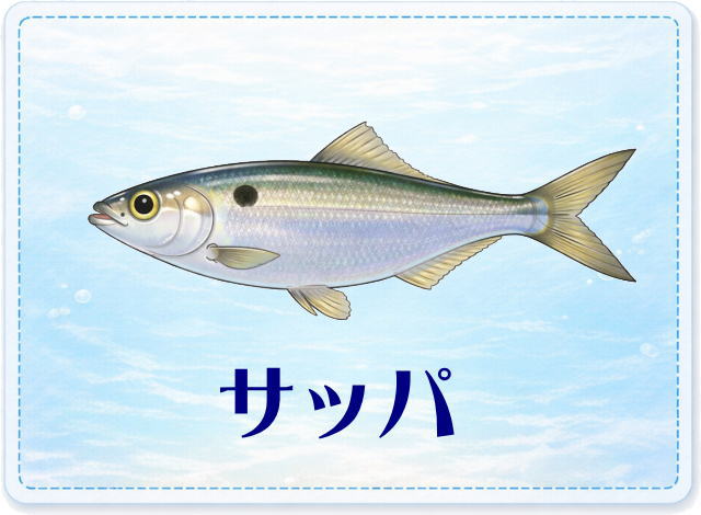 さかな占い_サッパ