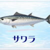 さかな占い_サワラ
