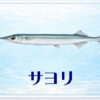 さかな占い_サヨリ