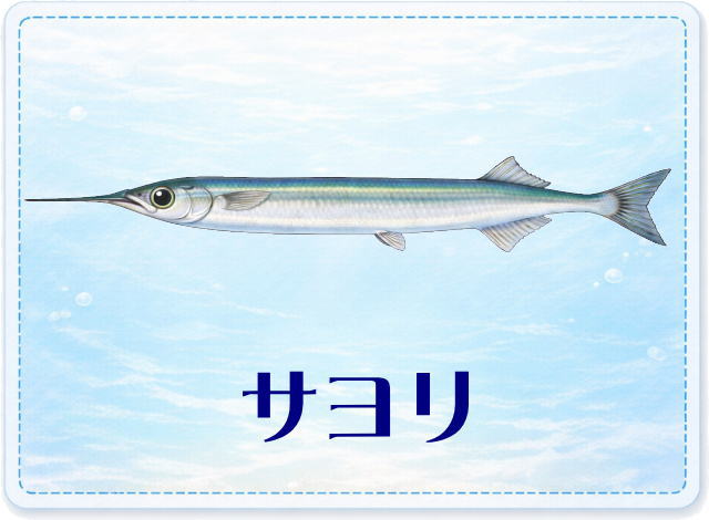 さかな占い_サヨリ