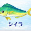 さかな占い_シイラ