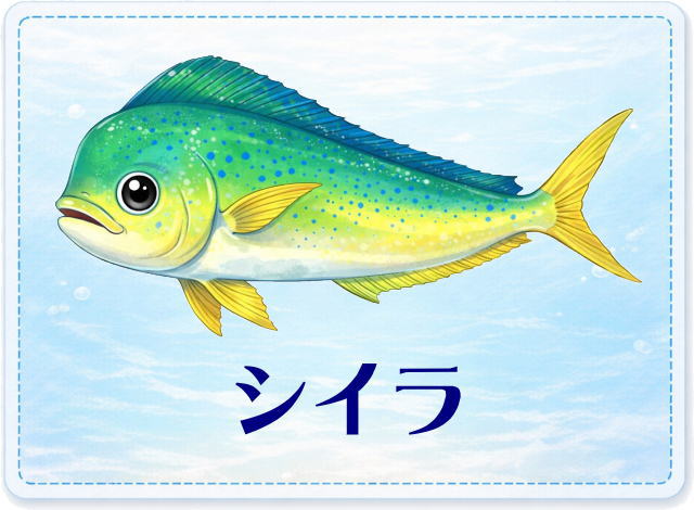 さかな占い_シイラ