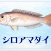 さかな占い_シロアマダイ