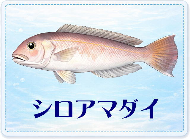 さかな占い_シロアマダイ