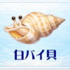 さかな占い_白バイ貝