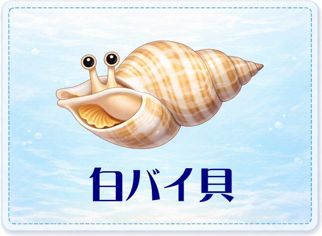 さかな占い_白バイ貝