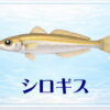 さかな占い_シロギス