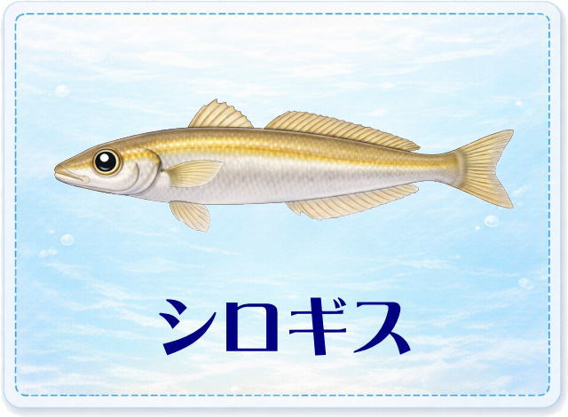 さかな占い_シロギス