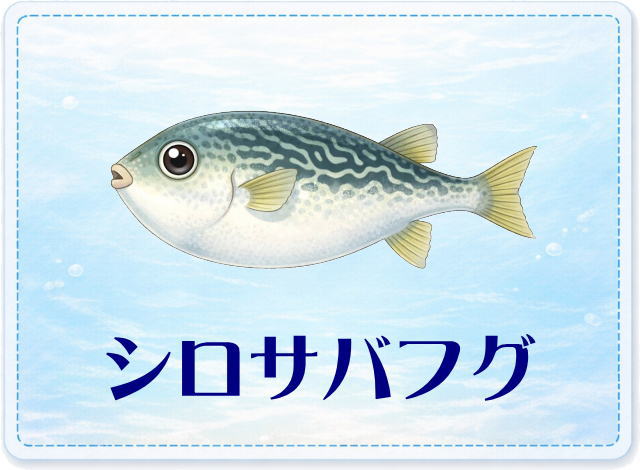 さかな占い_シロサバフグ