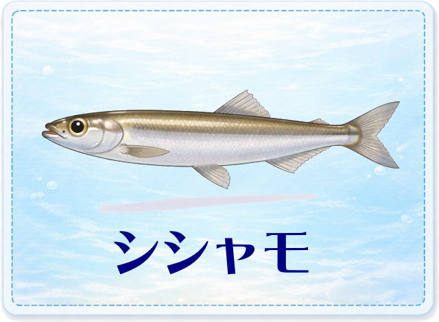 さかな占い_シシャモ