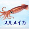 さかな占い_スルメイカ