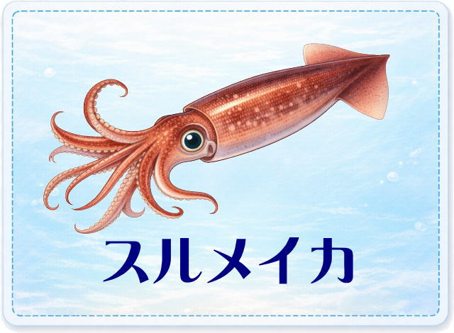 さかな占い_スルメイカ
