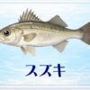 さかな占い_スズキ