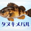 さかな占い_タヌキメバル